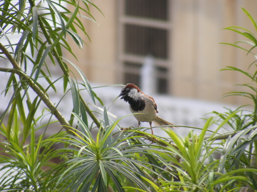 Индийский воробей Passer indicus