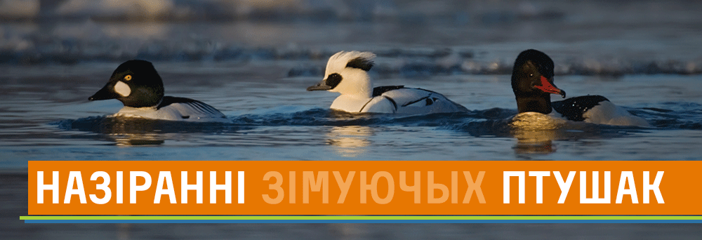 Назіранні птушак, якія зімуюць у Беларусі: зіма 2025-26